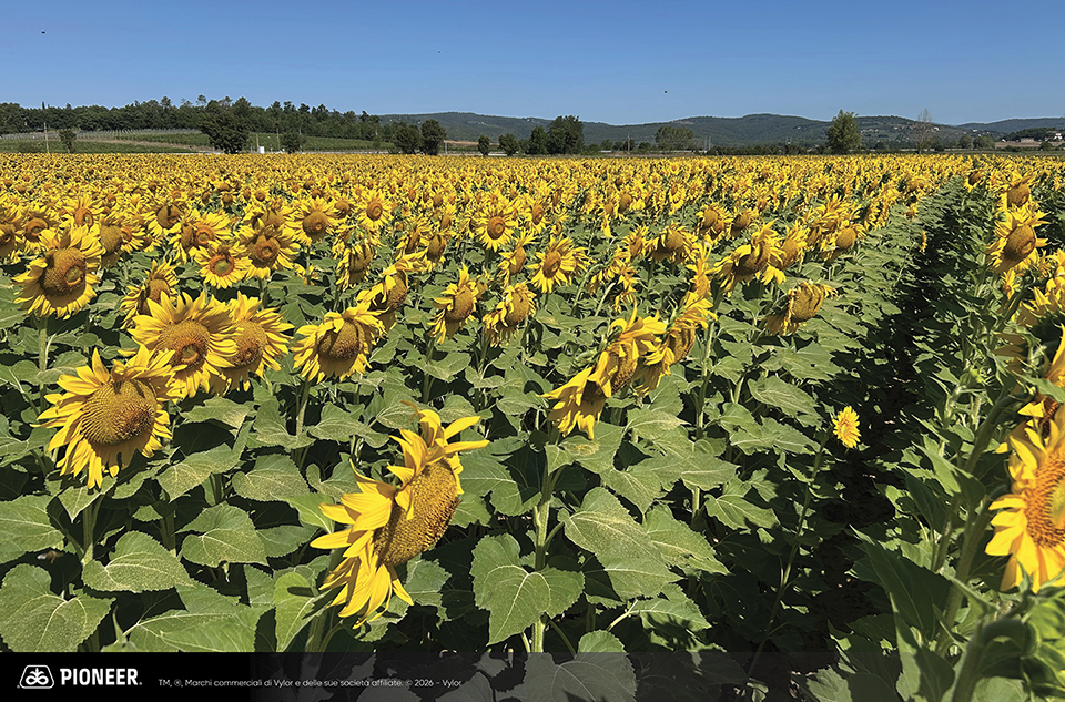 Foto dell'ibrido di Girasole Pioneer P64LE185