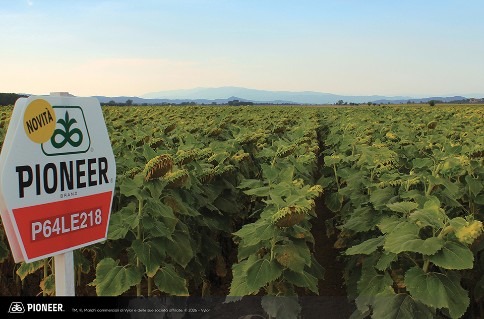 Foto dell'ibrido di Girasole Pioneer P64LE218