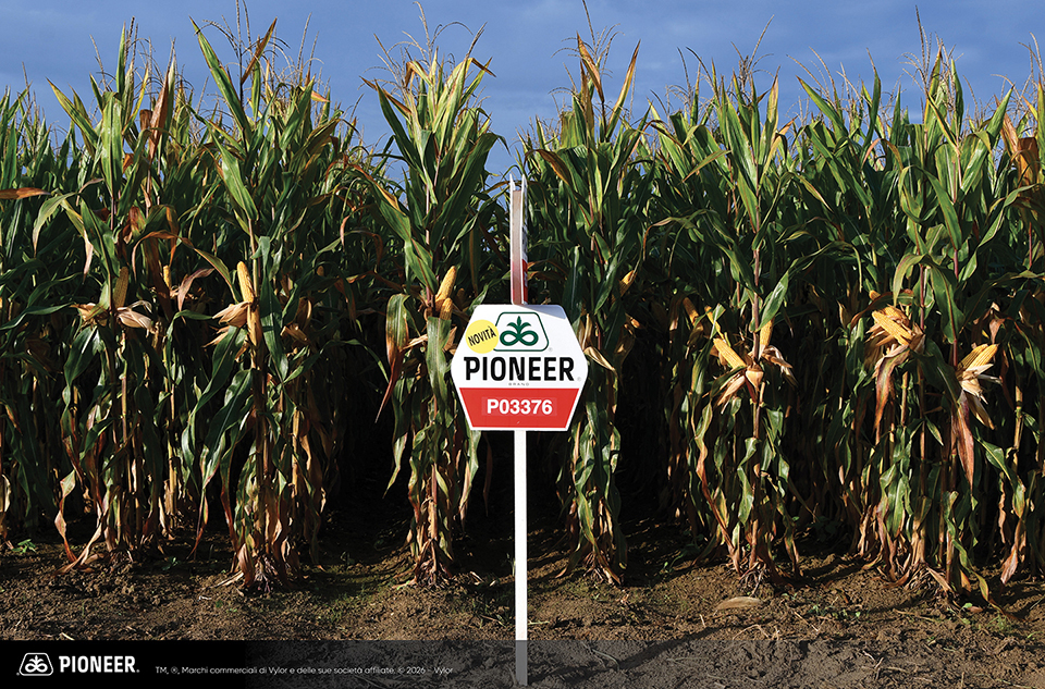 Foto dell'ibrido di mais Pioneer p03376