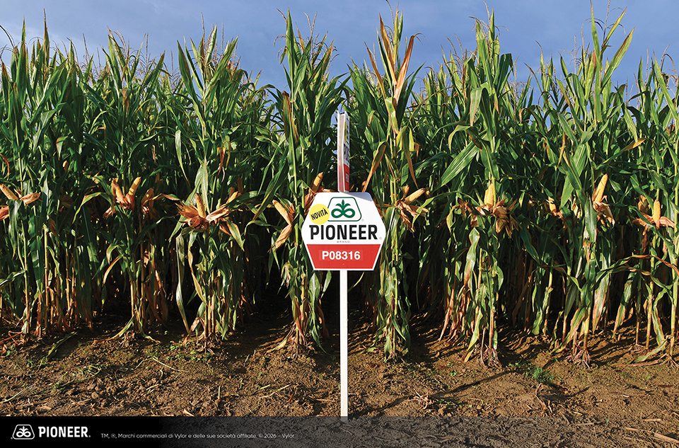 Foto dell'ibrido di mais Pioneer p08316