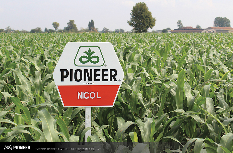 Foto dell'ibrido di Sorgo Pioneer Sudangrass Nicol