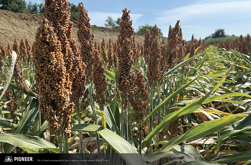 Foto dell'ibrido di Sorgo Pioneer da granella P88P71