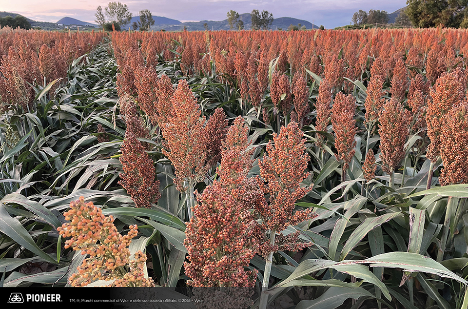 Foto dell'ibrido di Sorgo Pioneer da granella P89P52