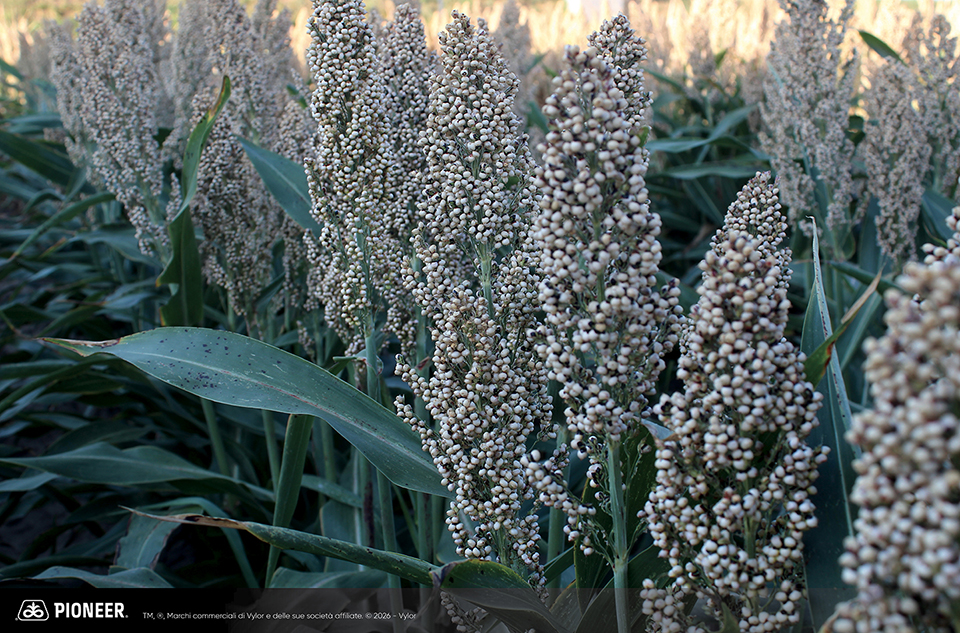 Foto dell'ibrido di Sorgo Pioneer da granella PR89Y79