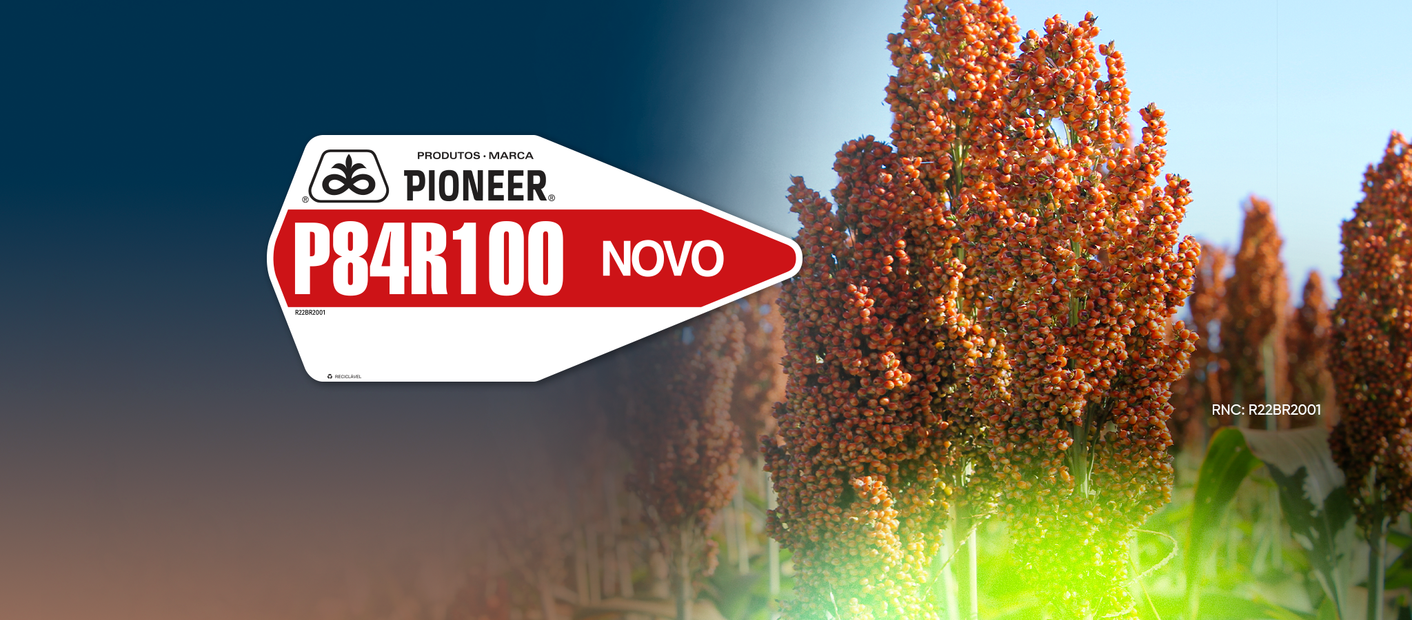 P84R100