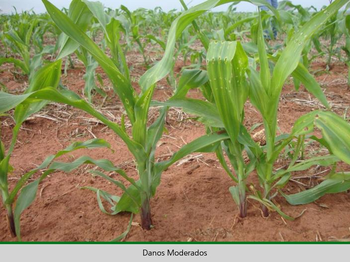 Planta com folhas verdes
Descrição gerada automaticamente