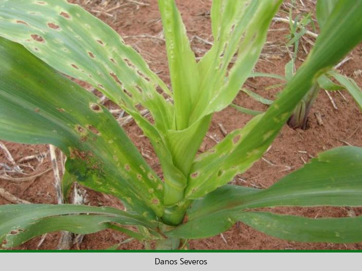 Planta com folhas verdes
Descrição gerada automaticamente