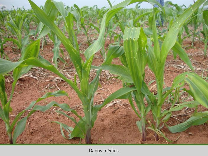 Planta com folhas verdes

Descrição gerada automaticamente