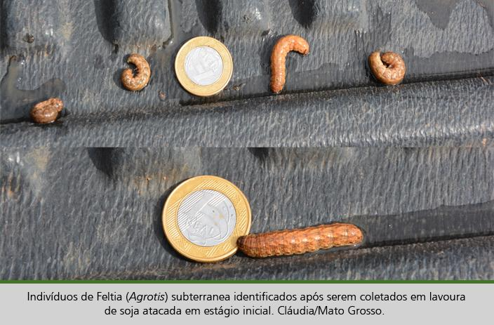 Uma imagem contendo olhando, mesa, marrom, perto
Descrição gerada automaticamente