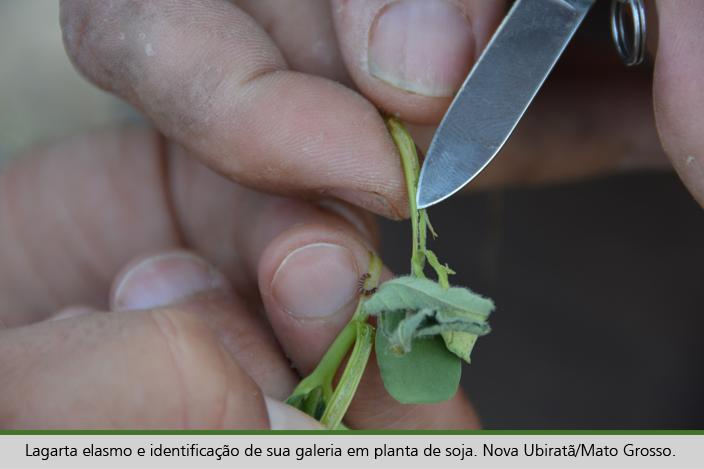 Mão segurando pedaço de planta
Descrição gerada automaticamente com confiança média
