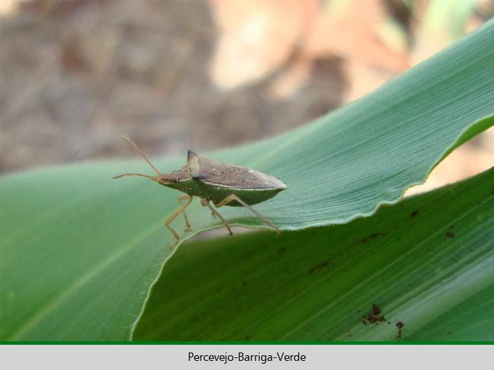 Inseto em cima de uma superfície verde
Descrição gerada automaticamente