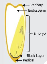 black layer formation diagram