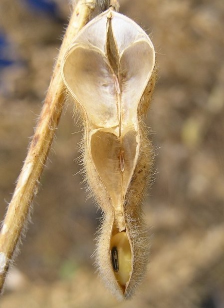 A soybean pod that has been split open as a result of hail damage at the R7 growth stage