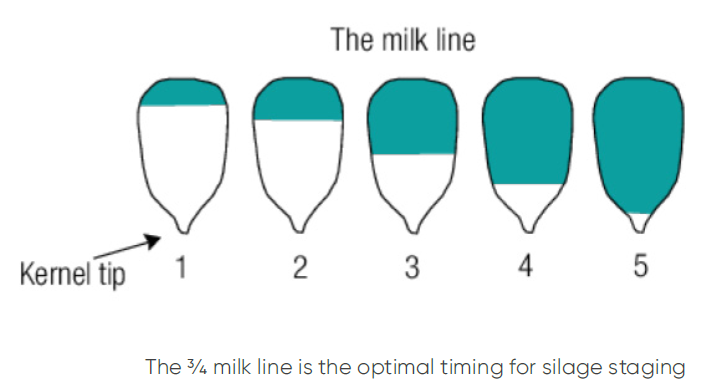 The ¾ milk line is the optimal timing for silage staging. 