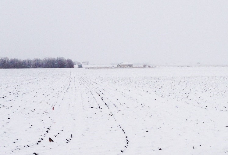 Snow covering a recently-planted corn field on May 1, 2013. 