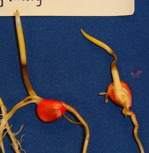 Corn seedlings with necrotic tissue resulting from flooding