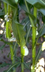 Common smut galls on corn stalks