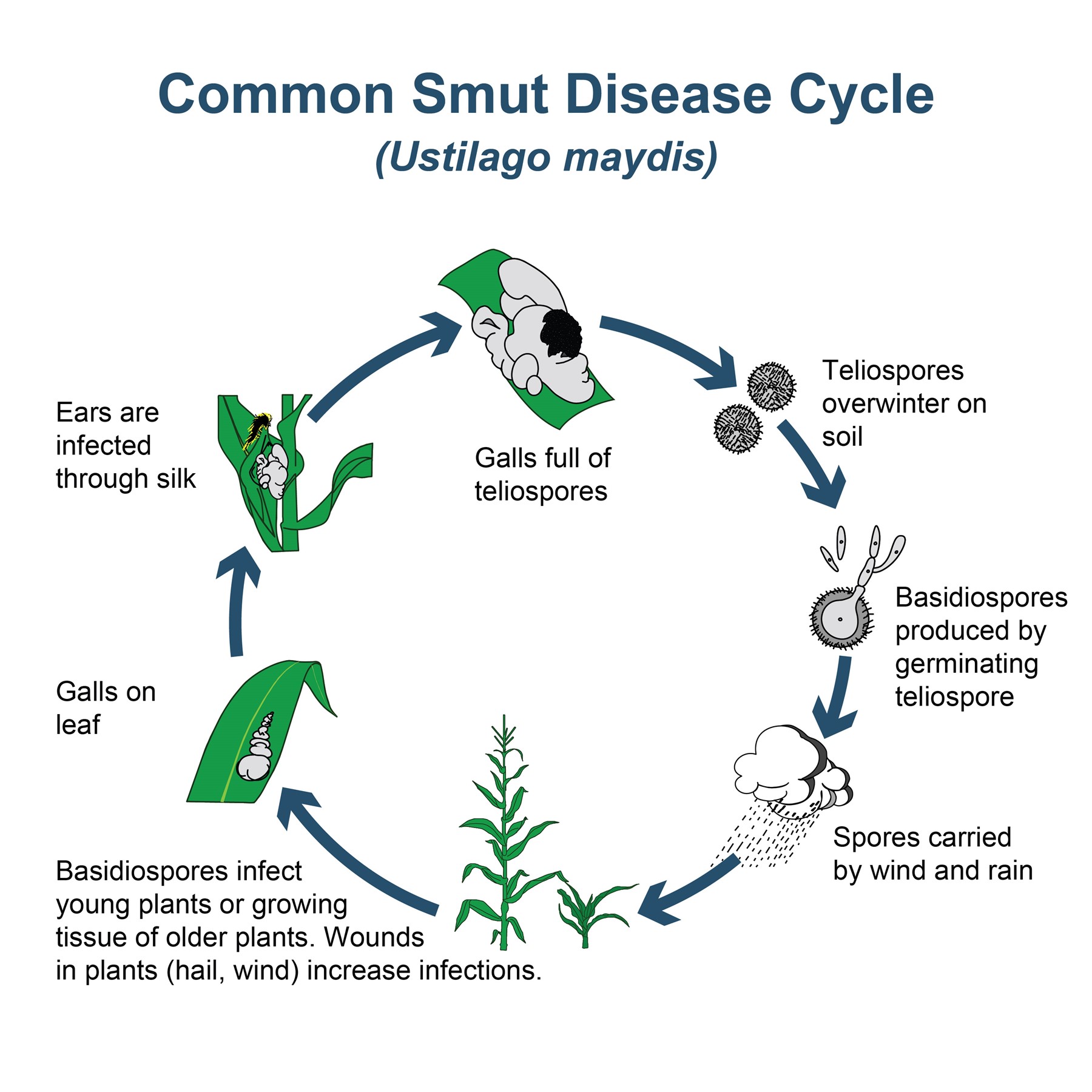common smut disease cycle