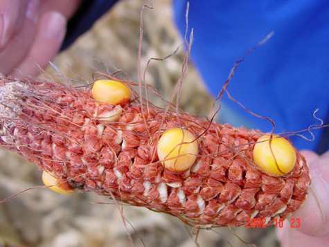 corn polination success