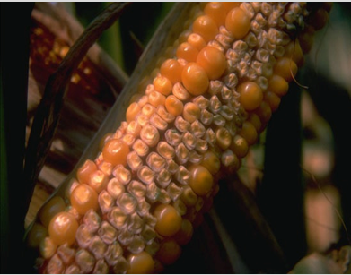 corn polination success