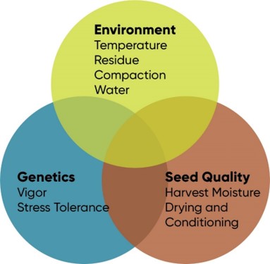 Critical environmental, genetic and seed quality factors that affect corn stand establishment.