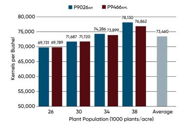 Kernels per bushel by hybrid and population across 10 study locations in 2023.