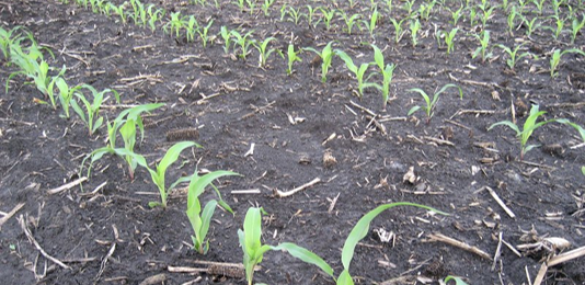 mid season corn rows