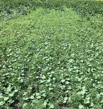 Kochia competition in canola. July 2019. Saltcoats, SK.