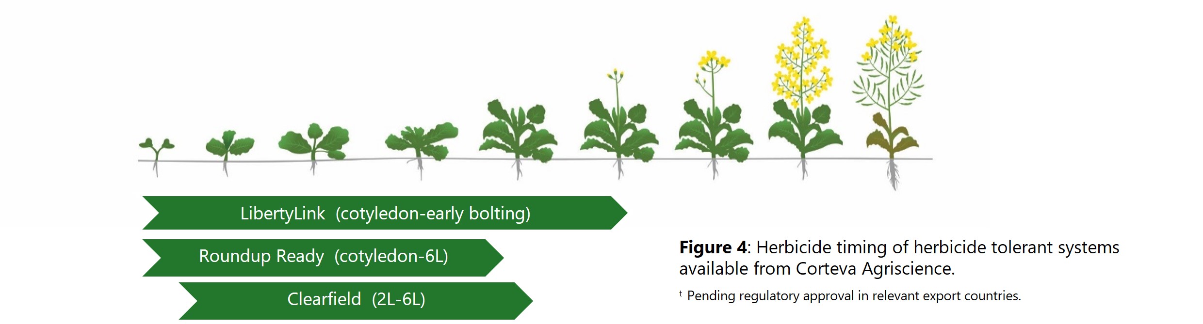 Herbicide timing of herbicide tolerant systems available from Corteva Agriscience.