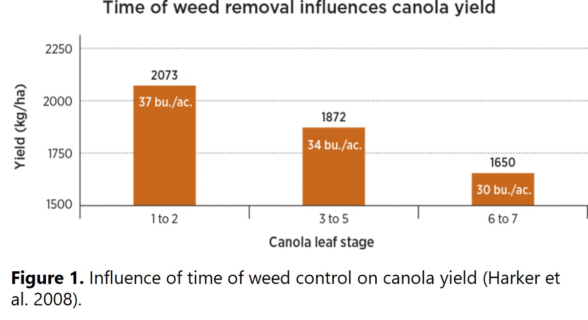 Influence of time of weed control on canola yield