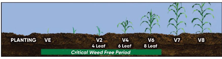Critical Period of Weed Control in Corn (VE-V6)