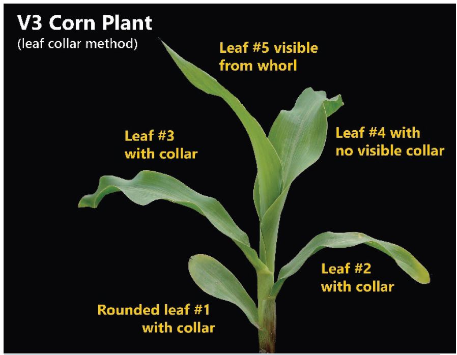 Corn plant staged as V3 according to the leaf collar method