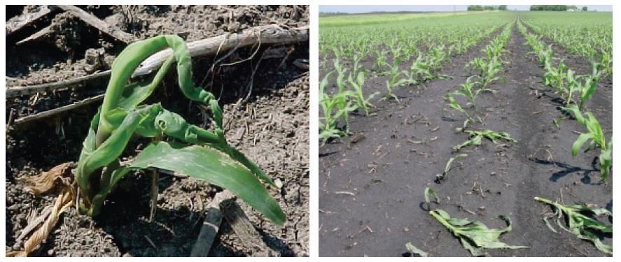 Group 4 herbicide injury in corn