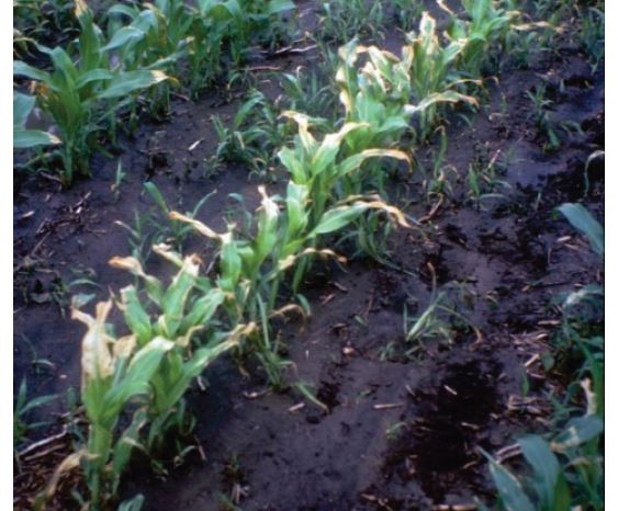 Dommages causés par les herbicides du groupe 6 dans le maïs.