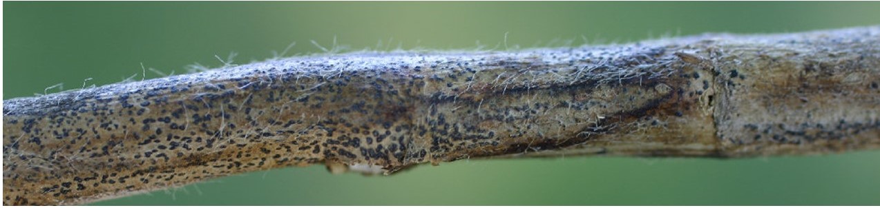 Black, dusty microsclerotia in an unorganized pattern on the outer stem are a characteristic symptom of charcoal rot