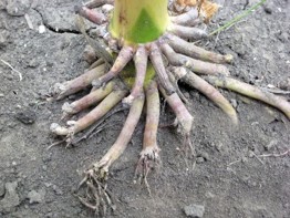 nderdeveloped and callused brace roots resulting from hot, dry conditions during brace root development