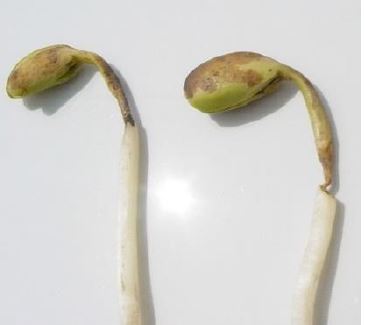 Soybean seedlings with damping off symptoms due to Pythium seedling blight.