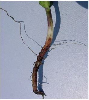 Symptoms of Rhizoctonia root rot. Note the red discoloration.