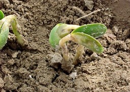 soybean plant sprouting out of soil