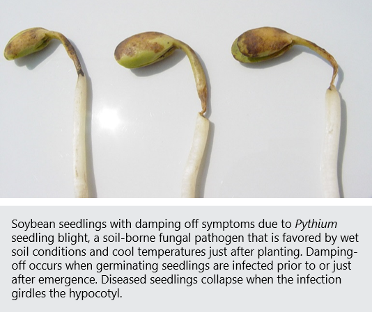 three soybean seedlings