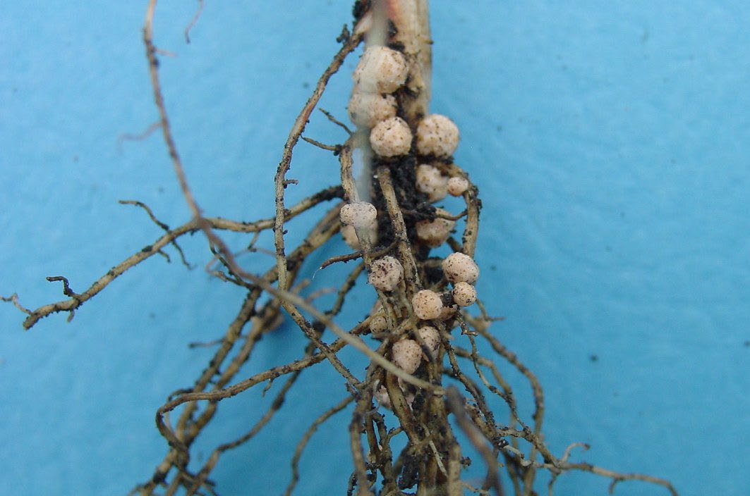 Healthy nodules on soybean root.
