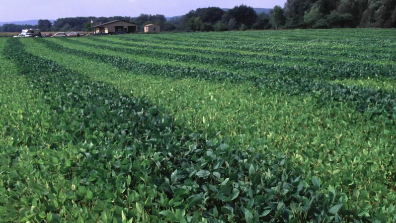 Soybean field not previously planted to soybeans.<br>
Dark green strips were inoculated with rhizobia.