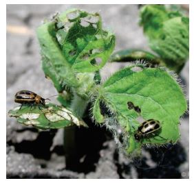 Bean leaf beetles feeding on soybean, can vector bean mottle virus
