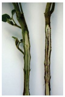 Phytophthora infected soybean on right, compared to a healthy soybean on the left. Note the dark brown lesion