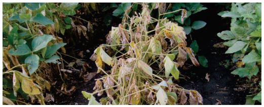 Plants de soya affichant un flétrissement causé par la pourriture phytophthoréenne
