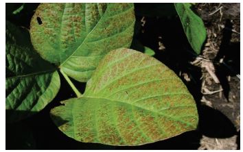 Bronzing on leaves due to Cercospora.