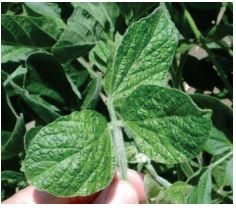 Soybean leaf with symptoms of bean mottle virus.