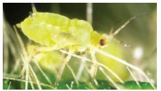 Close up of soybean aphid
