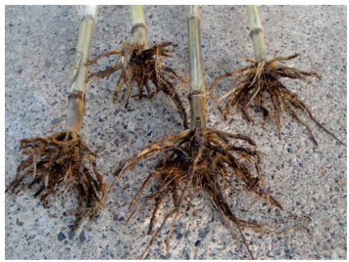 Slug damage to root systems of a hybrid with Bt corn rootworm protection, which does not protect against slug damage.