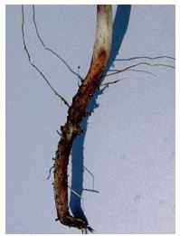 Red discoloration at soil line due to Rhizoctonia solani